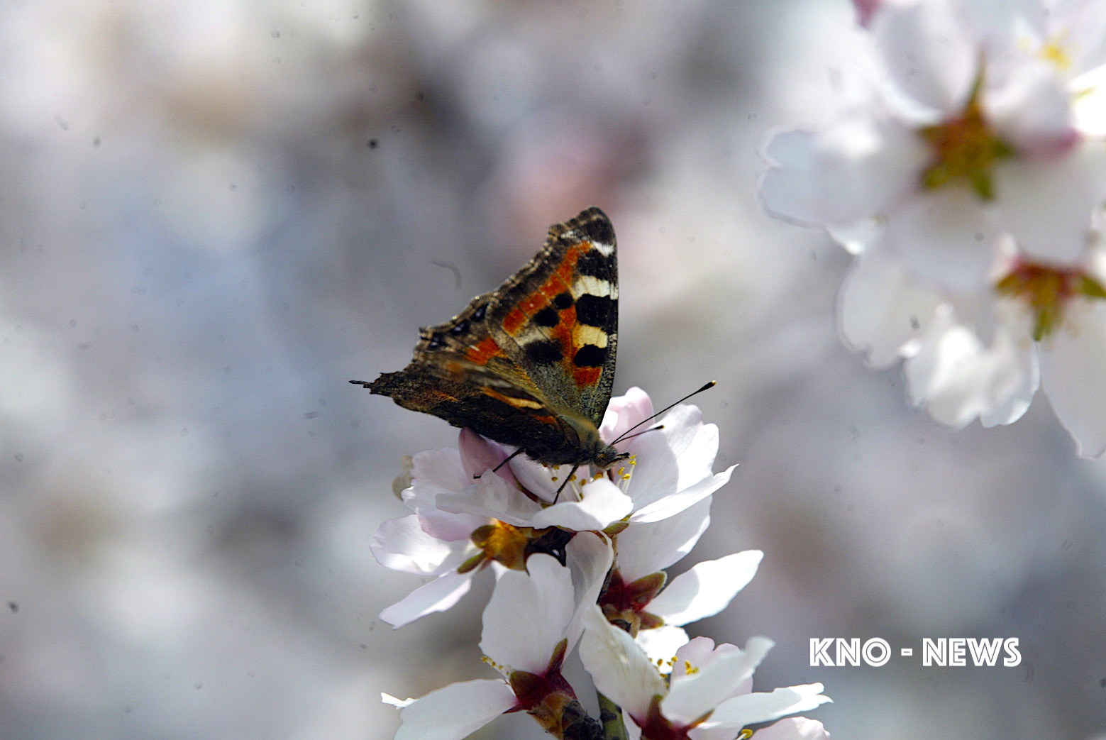 PHOTO BY : JAHANGIR SHAH | KNO