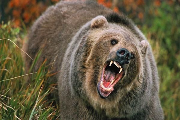 15-year-old boy critically injured in bear attack in Bandipora | KNO